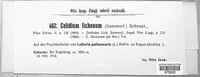 Celidium lichenum image